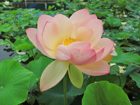 2018-07-07 A-Resized 古代蓮の里(行田市小針)‥ (10).jpg