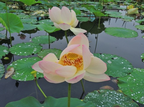 2018-07-07 A-Resized 古代蓮の里(行田市小針)‥ (11).jpg