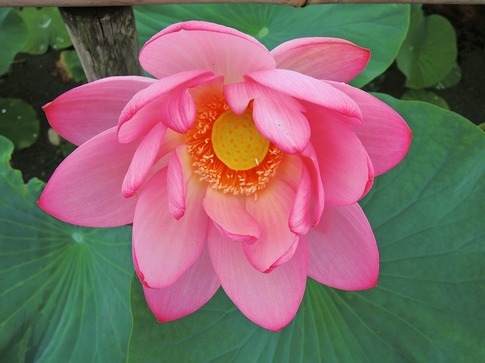 2018-07-07 A-Resized 古代蓮の里(行田市小針)‥ (9).jpg