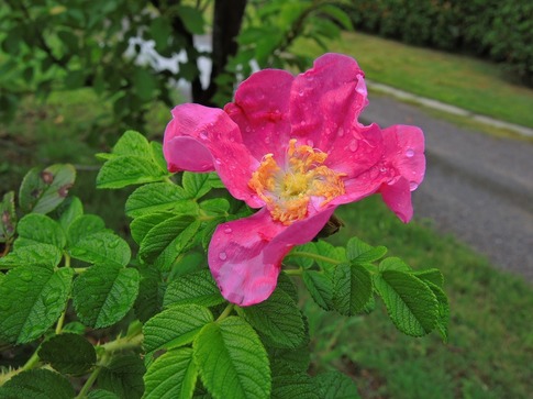 2018-09-02 Resized 大宮花の丘農林公苑‥ (11).jpg