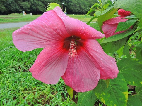 2018-09-02 Resized 大宮花の丘農林公苑‥ (12).jpg