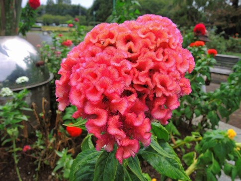 2018-09-02 Resized 大宮花の丘農林公苑‥ (7).jpg