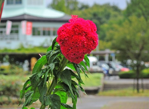 2018-09-02 Resized 大宮花の丘農林公苑‥ (9).jpg