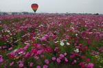 Resized 吉見コスモス‥.jpg