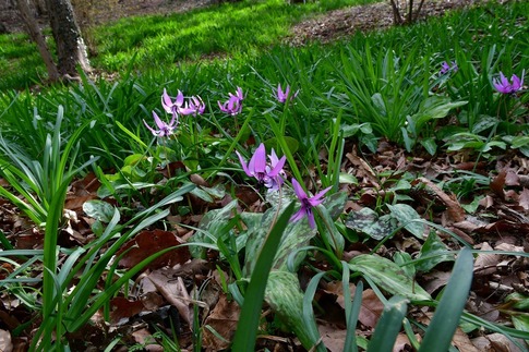 2018-03-24 A-Resized みかも山公園‥ (11).jpg