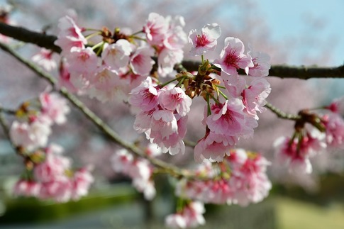 2018-03-24 A-Resized みかも山公園‥ (1).jpg