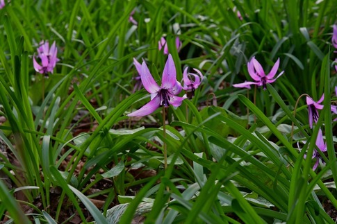 2018-03-24 A-Resized みかも山公園‥ (16).jpg