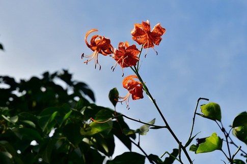 2018-08-18 C-Resized 赤城自然園‥ (11).jpg