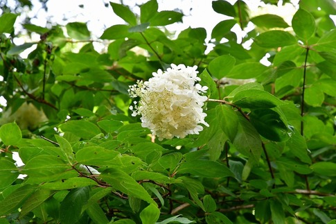 2018-08-18 C-Resized 赤城自然園‥ (15).jpg
