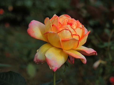 2018-10-20  Resized  ɓގUd (8).jpg