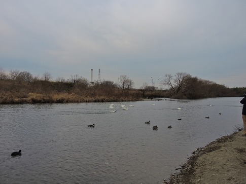 2019-01-12 A-Resized 川島の白鳥越冬地‥ (9).jpg