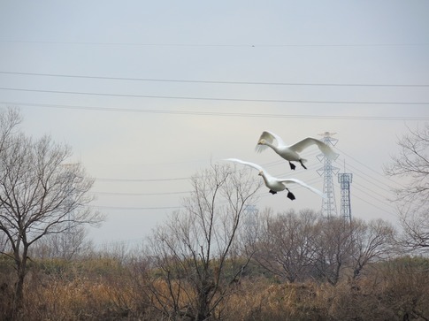 2019-01-12 B-Resized 川島の白鳥越冬地‥ (1).jpg