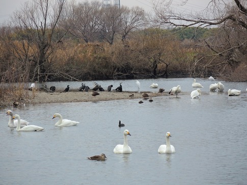 2019-01-12 B-Resized 川島の白鳥越冬地‥ (14).jpg