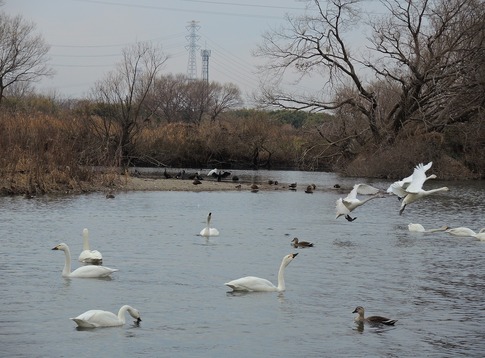 2019-01-12 B-Resized 川島の白鳥越冬地‥ (6).jpg