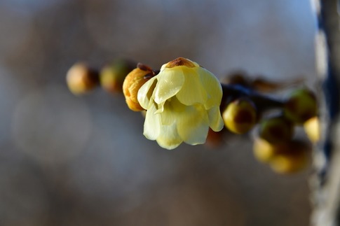 2019-01-14 Resized 花の丘農林公苑‥ (1).jpg