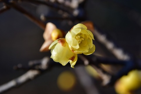 2019-01-14 Resized 花の丘農林公苑‥ (2).jpg