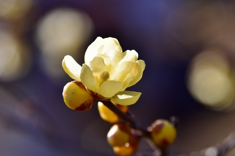 2019-01-14 Resized 花の丘農林公苑‥ (4).jpg
