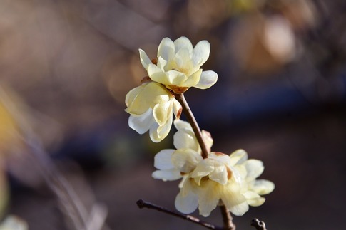 2019-01-14 Resized 花の丘農林公苑‥ (5).jpg