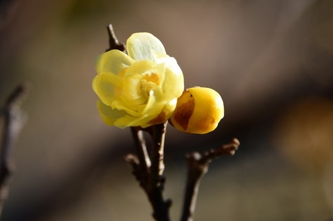 2019-01-14 Resized 花の丘農林公苑‥ (8).jpg