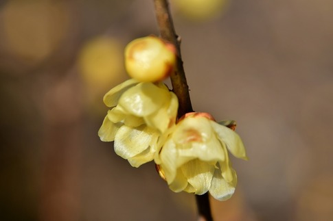 2019-01-14 Resized 花の丘農林公苑‥ (9).jpg