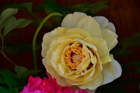 2019-02-23 B-Resized 冬ぼたん‥ (10).jpg