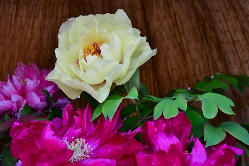 2019-02-23 B-Resized 冬ぼたん‥ (11).jpg