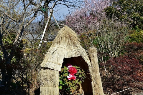 2019-02-23 B-Resized 冬ぼたん‥ (12).jpg