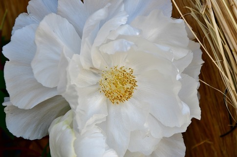 2019-02-23 B-Resized 冬ぼたん‥ (2).jpg