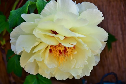 2019-02-23 B-Resized 冬ぼたん‥ (7).jpg