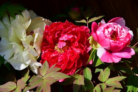 2019-02-23 B-Resized 冬ぼたん‥ (8).jpg