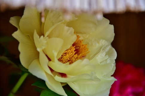2019-02-23 B-Resized 冬ぼたん‥ (9).jpg