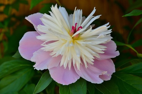 2019-02-23 Resized 冬芍薬‥ (1).jpg