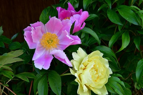 2019-02-23 Resized 冬芍薬‥ (2).jpg