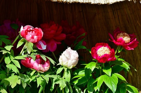 2019-02-23 Resized 冬芍薬‥ (4).jpg