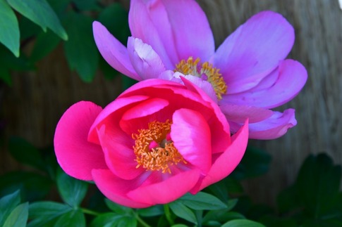 2019-02-23 Resized 冬芍薬‥ (6).jpg