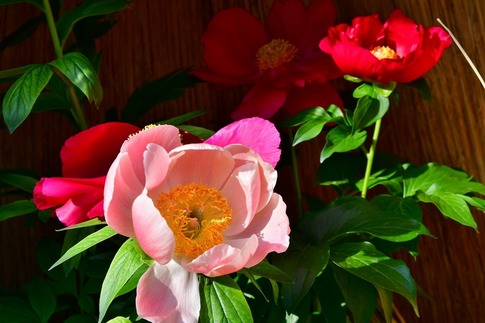 2019-02-23 Resized 冬芍薬‥ (7).jpg