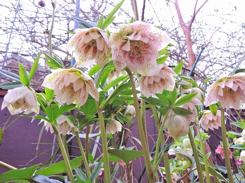 2019-03-10 Resized 薔薇の小径‥ (3).jpg
