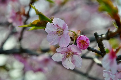 2019-03-17 Resized 河津桜(吉見町浄水場)‥ (1).jpg