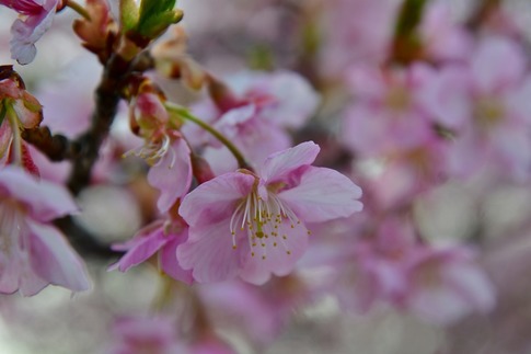 2019-03-17 Resized 河津桜(吉見町浄水場)‥ (2).jpg