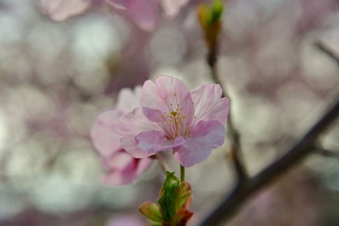 2019-03-17 Resized 河津桜(吉見町浄水場)‥ (3).jpg
