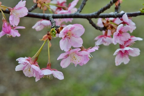 2019-03-17 Resized 河津桜(吉見町浄水場)‥ (4).jpg