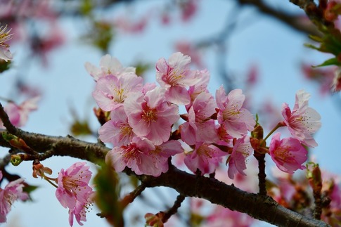 2019-03-17 Resized 河津桜(吉見町浄水場)‥ (5).jpg