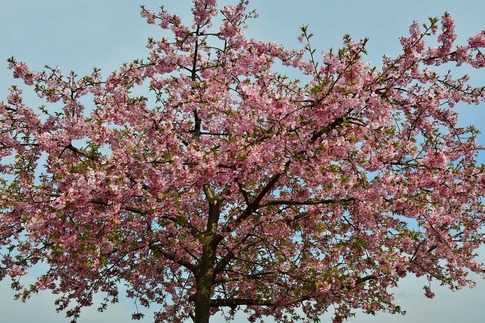 2019-03-17 Resized 河津桜(石戸宿の畑にて)‥ (1).jpg