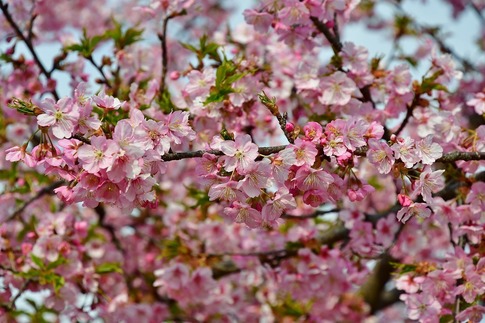 2019-03-17 Resized 河津桜(石戸宿の畑にて)‥ (2).jpg