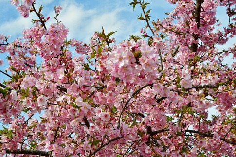2019-03-17 Resized 河津桜(石戸宿の畑にて)‥ (3).jpg
