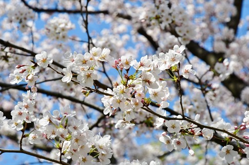 2019-04-06  A-Resized  FJsijd (8).jpg