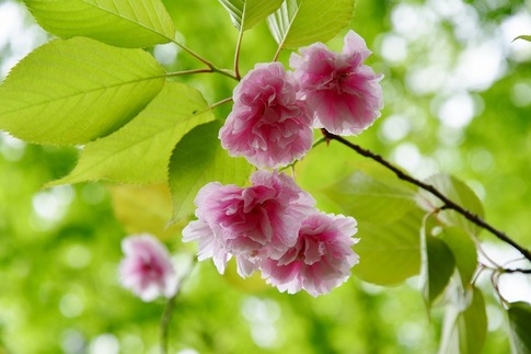 2019-04-27 A-Resized 玉敷神社‥ (11).jpg