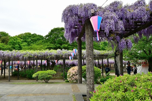2019-04-27 A-Resized 玉敷神社‥ (2).jpg