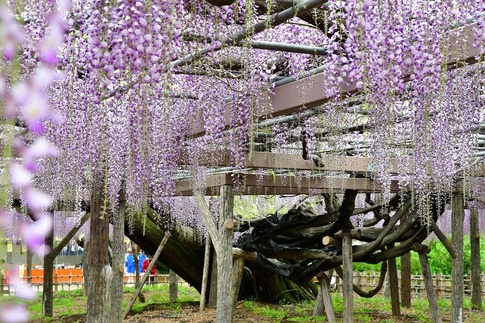 2019-04-27 A-Resized 玉敷神社‥ (4).jpg