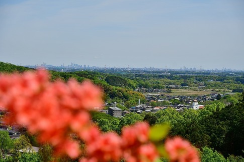 2019-04-28 B-Resized 五大尊のツツジ(越生町)‥ (1).jpg